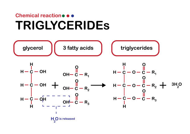 illustrations, cliparts, dessins animés et icônes de réaction chimique montrent la formation de triglycérides - acide gras