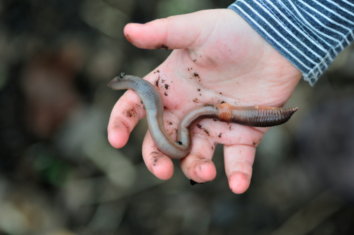 An earthworm resting in a toddlers hand.