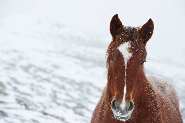 istock adult horse 124631099