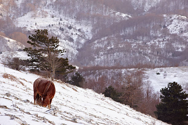 istock horse on mountain pasture 124631306