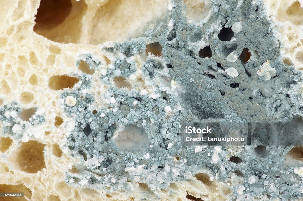 mold on bread  Fungal Mold Stock Photo