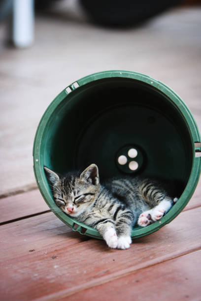 Flower Pot Cat Nap