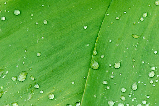 Closeup of leaves with water drops of Philodendron bipinnatifidum