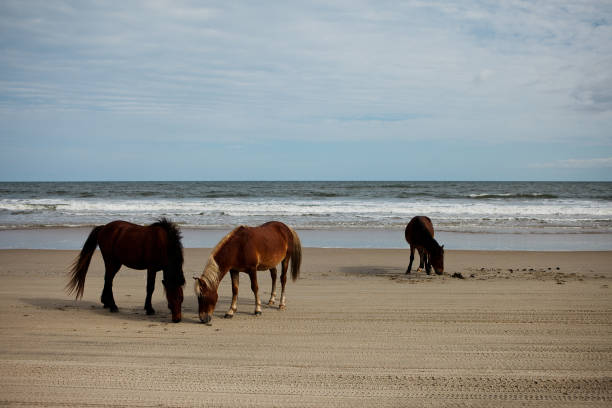 istock wild horses on the beach 1246328138