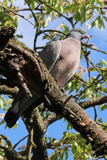 istock Wood pigeon (Columba palumbus). 1246330470