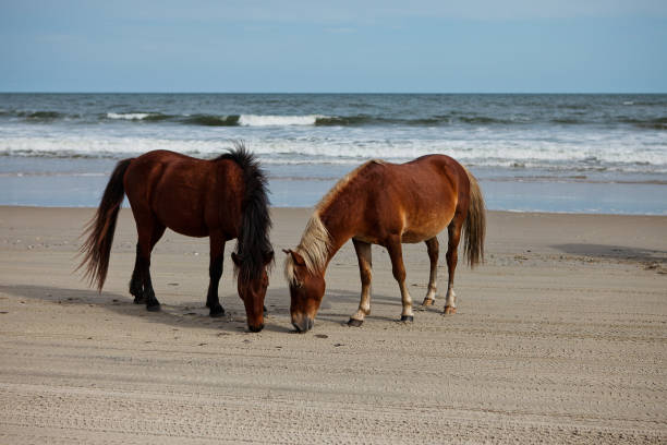 istock wild horses on the beach 1246331004