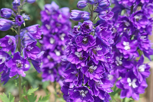 Blue knight's spur in the garden