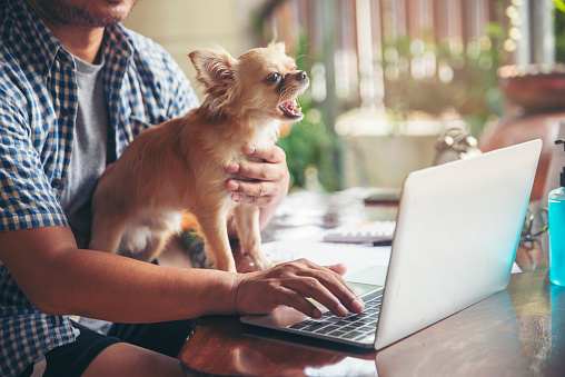 Businessman working online at the home office by laptop .Asian young entrepreneur watching webinars and talking during meeting conference with team, and play with dog. Technology concept