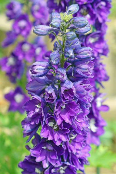 istock Blue Knight's Spur - Delphinium 1246332662