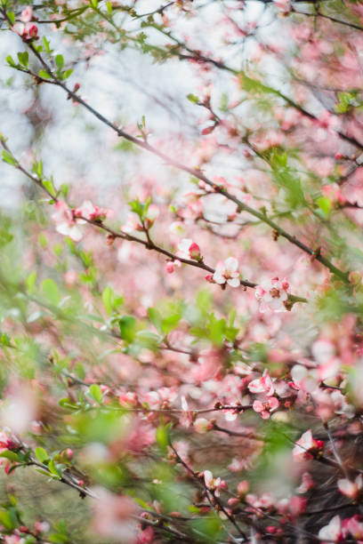 istock pink spring blossom flowers on a tree 1246340594