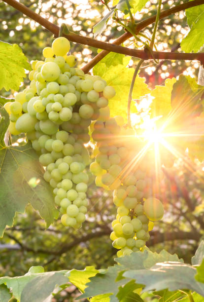 istock large ripening bunch of white grape on the vine 1246346829