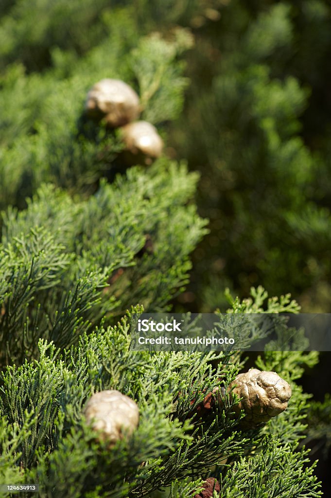Méditerranée cypress - Photo de Arbre libre de droits