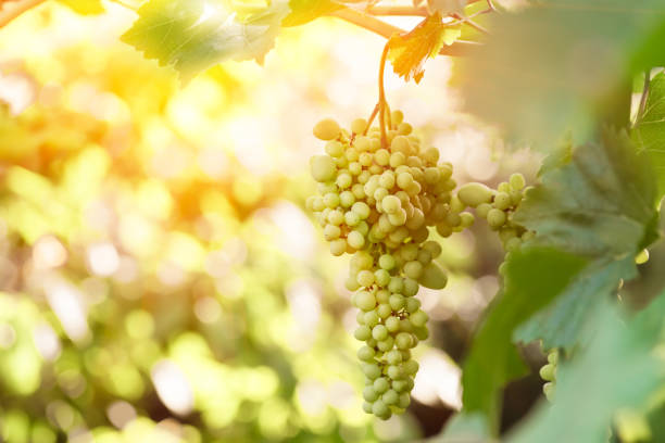 istock large ripening bunch of white grape on the vine 1246349733