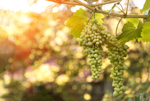 istock large ripening bunch of white grape on the vine 1246349754
