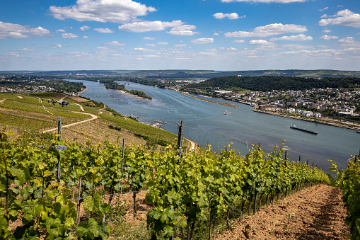 View from the Rüdesheim vineyards on the river Rhine in the Rheingau