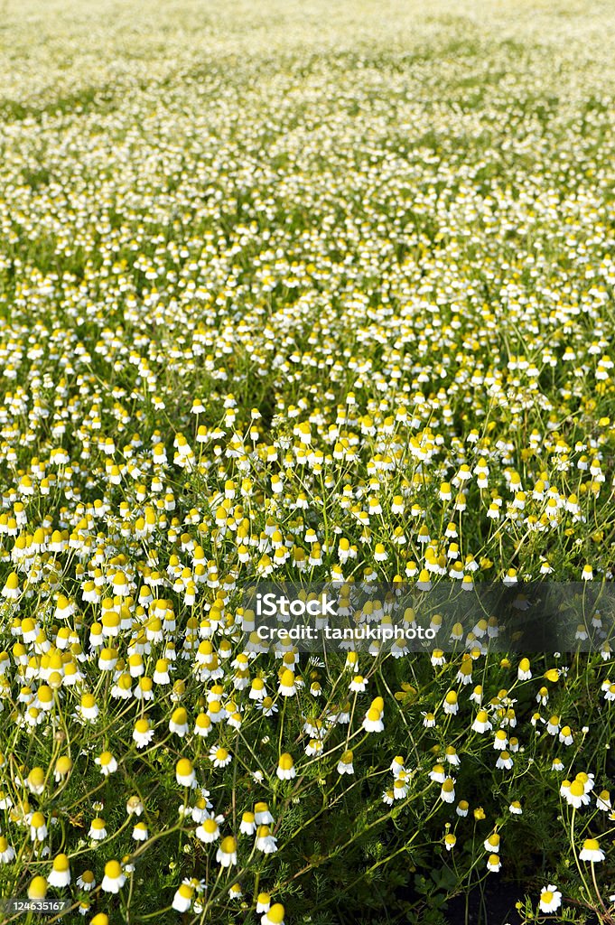 camomile field - Foto de stock de Amarelo royalty-free