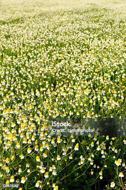 Foto de Camomile Field e mais fotos de stock de Amarelo - Amarelo, Angiospermae, Camomila