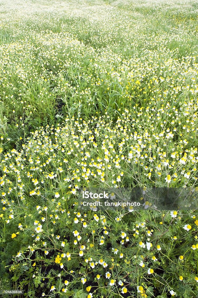 Kamille field - Lizenzfrei Bedecktsamer Stock-Foto