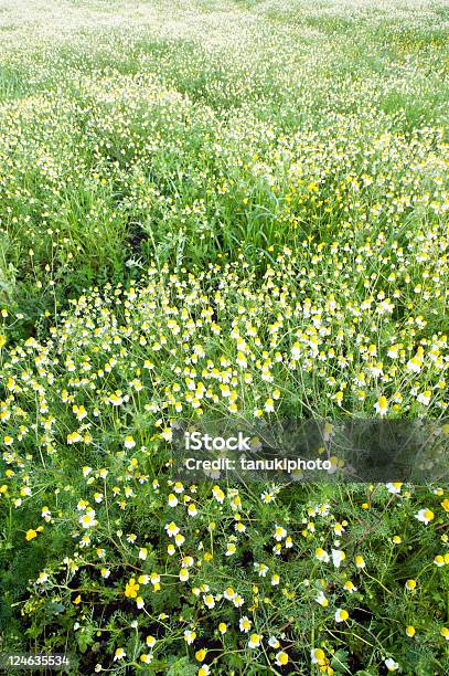 Kamille Field Stockfoto und mehr Bilder von Bedecktsamer - Bedecktsamer, Blume, Farbbild