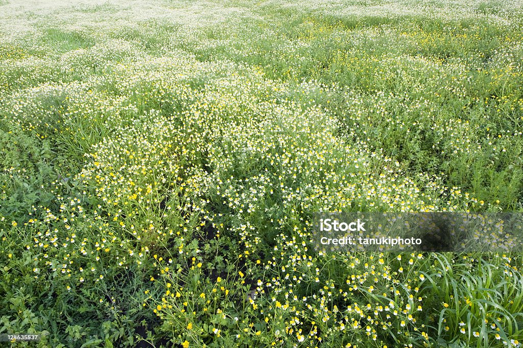 Kamille field - Lizenzfrei Bedecktsamer Stock-Foto