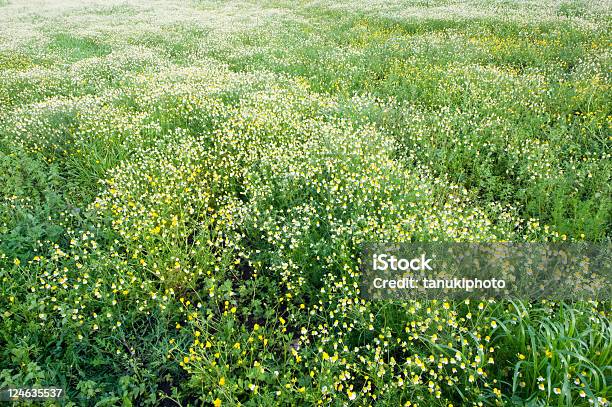 Camomile Campo - Fotografias de stock e mais imagens de Amarelo - Amarelo, Angiospermas, Anual - Caraterística da planta