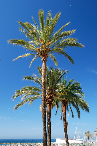 Round clock on a lamppost on the Plaza de Alfonso III or Plaza de las palmeras in Ciutadella de Menorca.