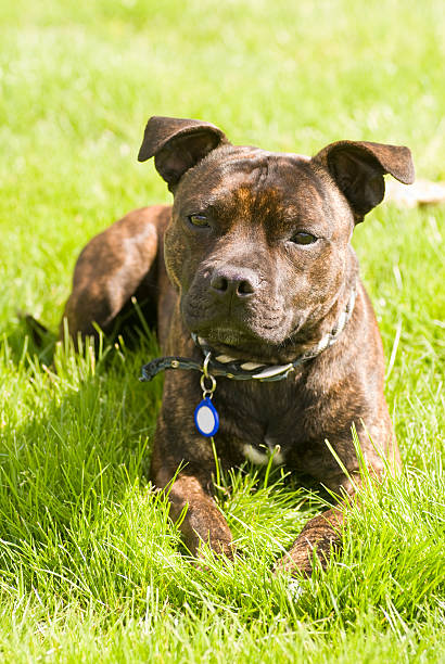 istock Staffordshire Bull Terrier Dog with collar 124635806