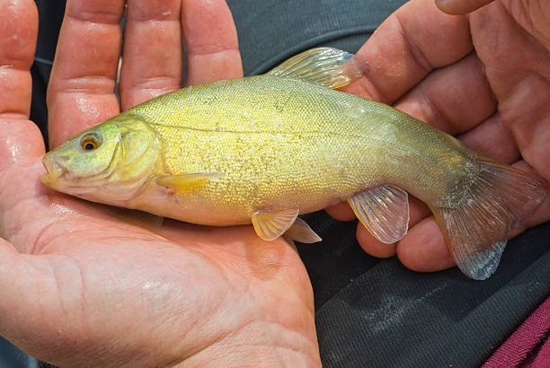Tench Fish Normally inhabits slow-moving freshwater habitats, particularly lakes and lowland rivers. tinca tinca stock pictures, royalty-free photos & images