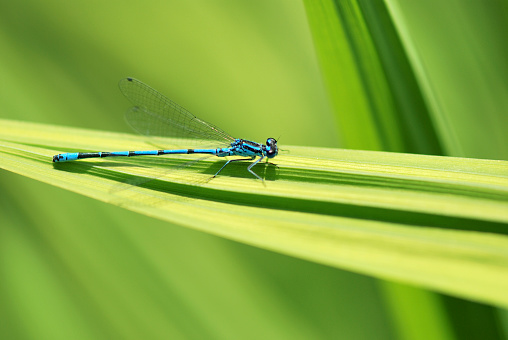 A close up of a small Dragonfly sitting on a plant in a garden.  Side view close up.