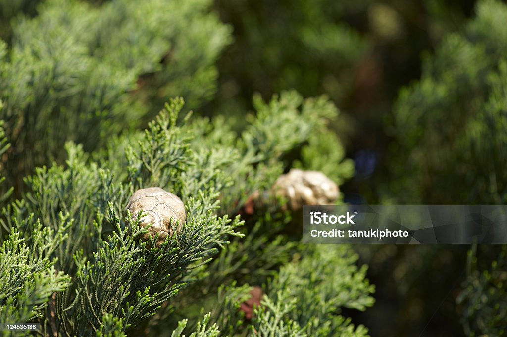 Mediterrâneo Cypress - Foto de stock de Arbusto royalty-free