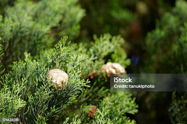 Foto de Mediterrâneo Cypress e mais fotos de stock de Arbusto - Arbusto, Cipreste, Cipreste italiano
