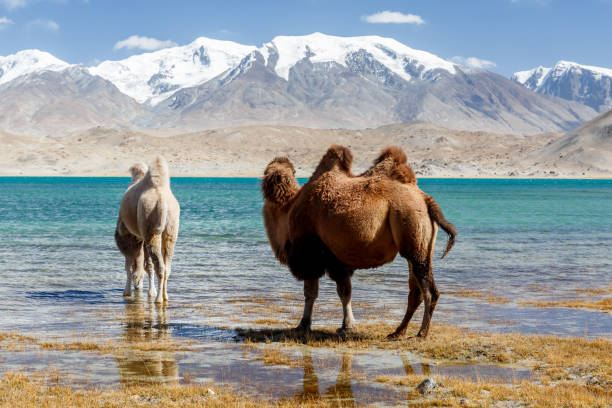istock Two camels grazing and drinking water at Lake Karakul. 1246363171