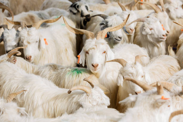 cabras à venda no kashgar animal market (província de xinjiang / china) - sheep lamb wool animal head - fotografias e filmes do acervo