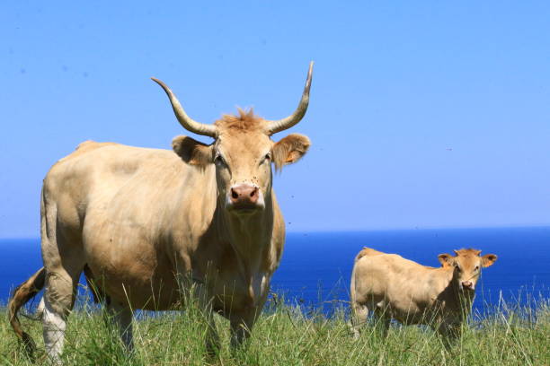 mucca pirenaico - pyrenean foto e immagini stock