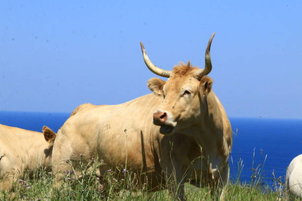istock Pyrinean cow 1246364273