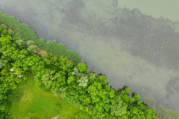istock Horizontal aerial top down drone view of forest with green trees along river. 1246365473