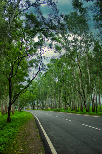 istock Roadway though forest to Himalaya in India 1246374234