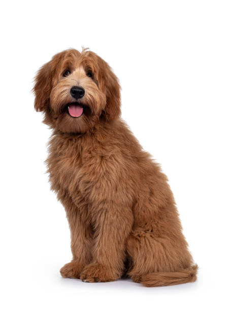 istock Red / apricot Australian Cobberdog on white background 1246376502