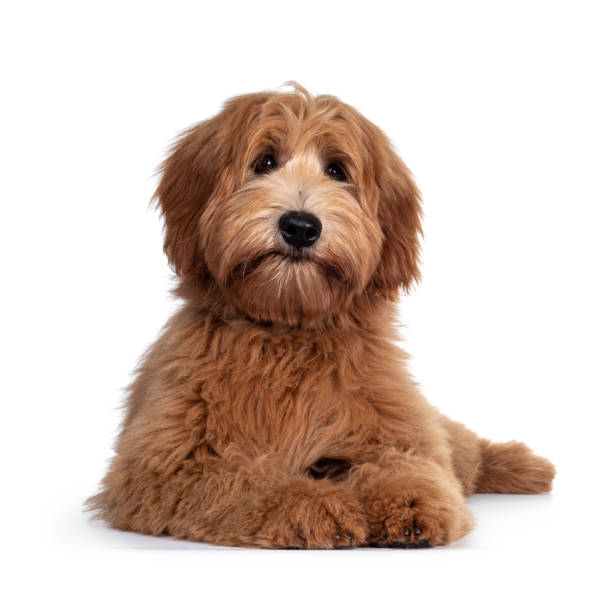 istock Red / apricot Australian Cobberdog on white background 1246376521