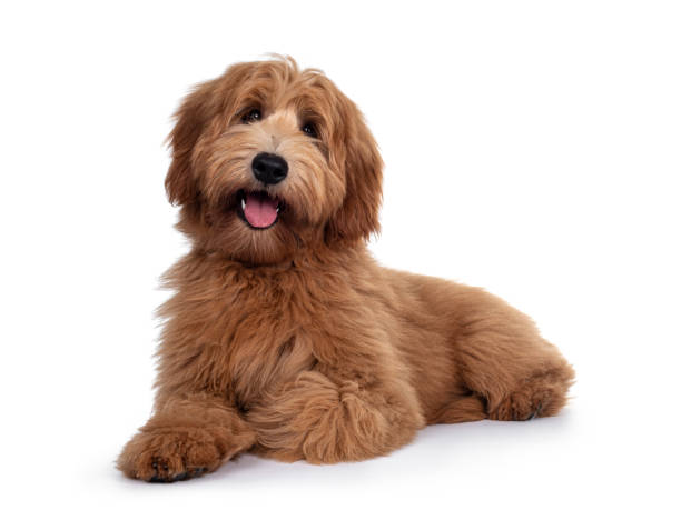 Red / apricot Australian Cobberdog on white background Adorable red / abricot Labradoodle dog puppy, laying down facing front, looking towards camera with shiny dark eyes. Isolated on white background. Mouth open showing tongue and cute head tilt labradoodle stock pictures, royalty-free photos & images