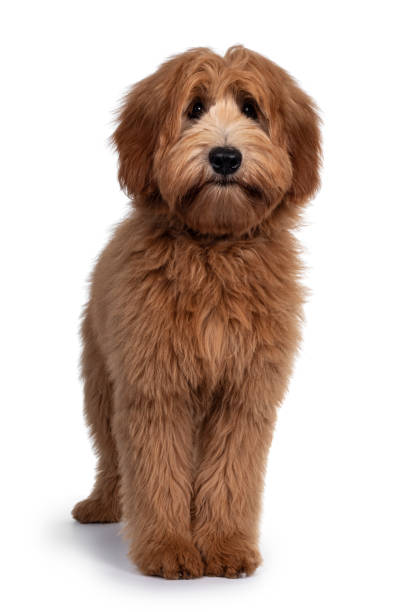 istock Red / apricot Australian Cobberdog on white background 1246376527