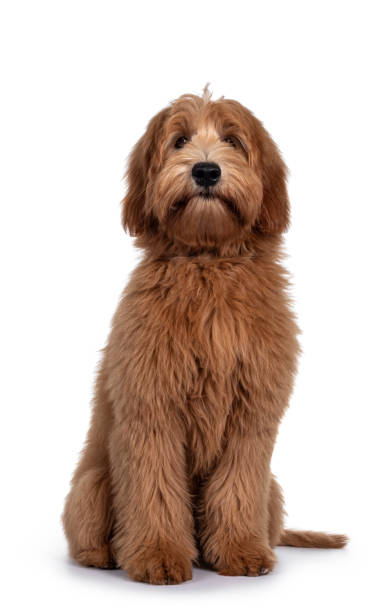 istock Red / apricot Australian Cobberdog on white background 1246376534