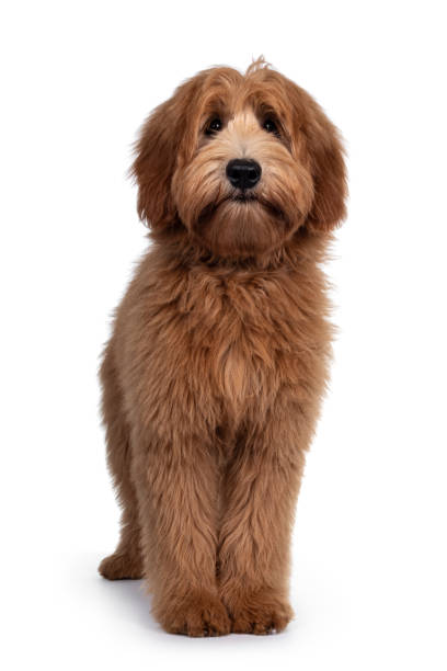 istock Red / apricot Australian Cobberdog on white background 1246376713