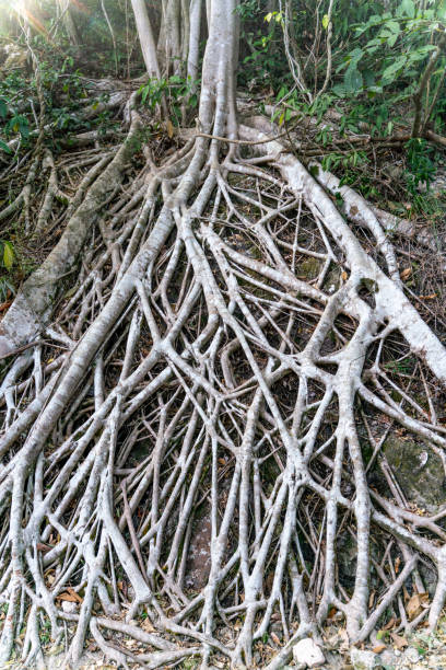 The close-up view of tree roots