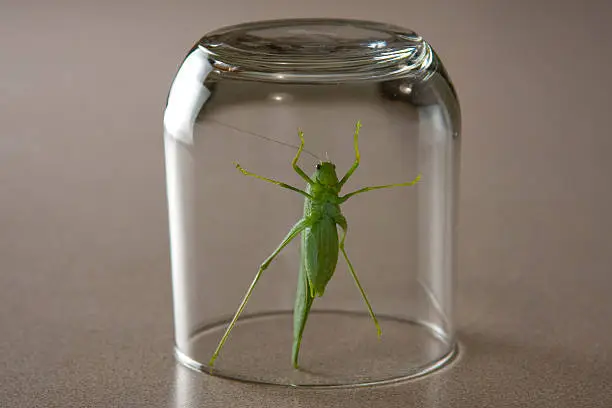 Photo of Captured Katydid