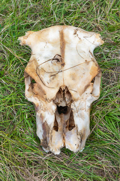 istock A skull of a sheep on the grass 1246390868