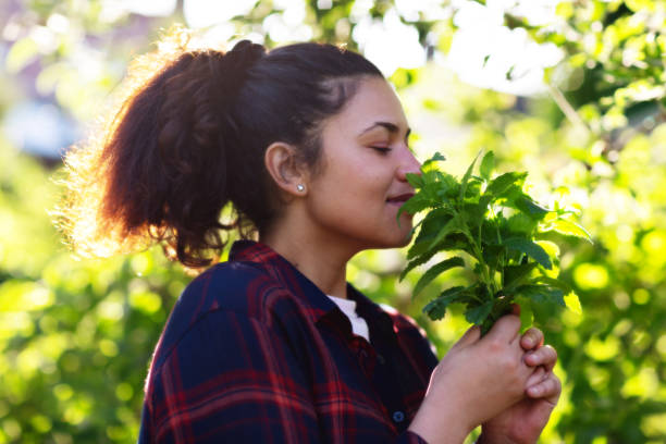 erbe in crescita: giovane donna ispanica che tiene un mazzo di melissa fresco dal suo giardino di erbe - lemon balm foto e immagini stock