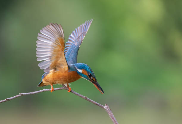 istock Female common kingfisher 1246391954