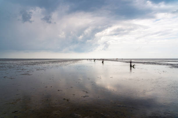 calma e tranquila paisagem marítima na praia na maré baixa em wadden s - wadden wadden sea unesco world heritage site sea - fotografias e filmes do acervo