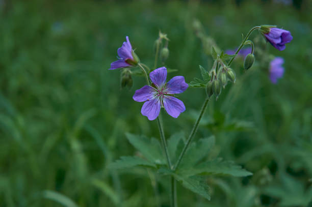 istock Beautiful purple forest flower Geranium pratense, the meadow crane's-bill, meadow geranium. Natural green background. Copy space. 1246405704